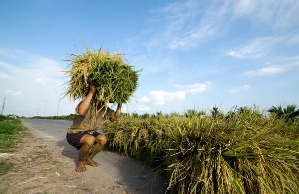 NAMDINH, VIETNAM - OUTUBRO 22: Um agricultor não identificado carrega arroz da fazenda em casa em 22 de outubro de 2012 em Namdinh, Vietnã. Este é o principal método de transporte agricultores — Fotografia de Stock