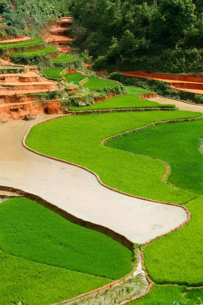 Reisfelder auf Terrassen von Mu Cang Chai, YenBai, Vietnam. Reisfelder bereiten die Ernte im Nordwesten Vietnams vor.. — Stockfoto