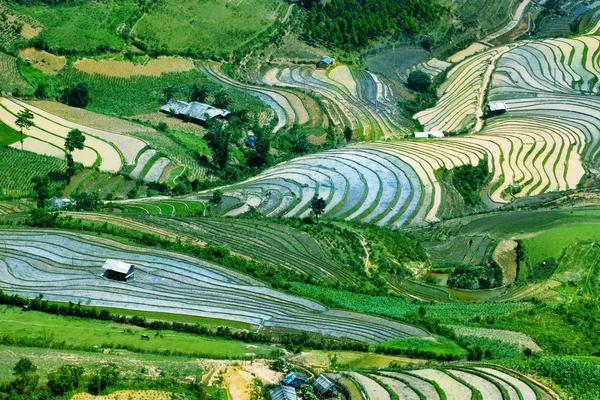 Campos de arroz em terraços de Mu Cang Chai, YenBai, Vietnã. Campos de arroz preparam a colheita no noroeste do Vietnã.. — Fotografia de Stock