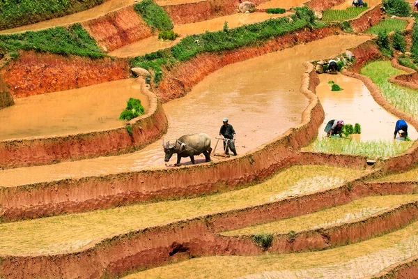 MUCANGCHAI,VIETNAM MAY 19 : Farmer plows rice field on May 14, 2013 in Mucangchai. Although growth and success of its tourist industry Vietnam economy is still predominantly agricultural. — Stock Photo, Image