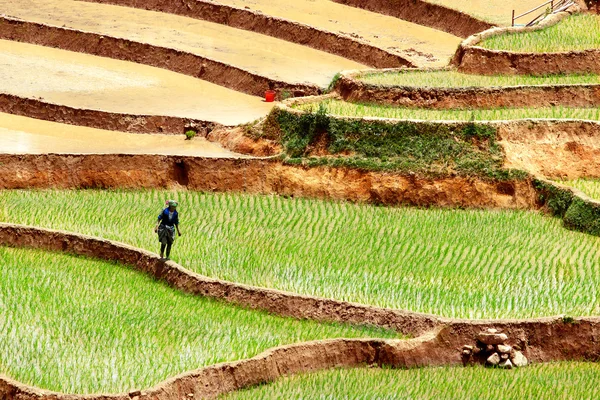 Mucangchai, Vietnam 19. Mai: Landwirt pflügt Reisfeld am 14. Mai 2013 in mucangchai. Obwohl Wachstum und Erfolg der vietnamesischen Tourismusindustrie noch immer überwiegend landwirtschaftlich geprägt sind. — Stockfoto