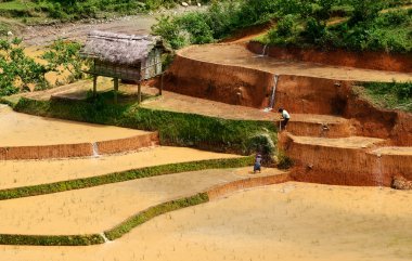Alanları pirinç ve su üzerinde Mu Cang Chai, Yenbai, Vietnam teraslı.