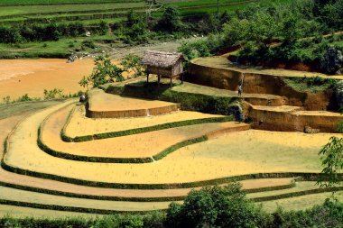 Alanları pirinç ve su üzerinde Mu Cang Chai, Yenbai, Vietnam Teras. Vietnam manzaralar.