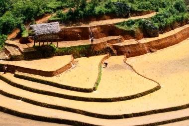 Alanları pirinç ve su üzerinde Mu Cang Chai, Yenbai, Vietnam Teras. Vietnam manzaralar.