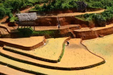 Alanları pirinç ve su üzerinde Mu Cang Chai, Yenbai, Vietnam Teras. Vietnam manzaralar.