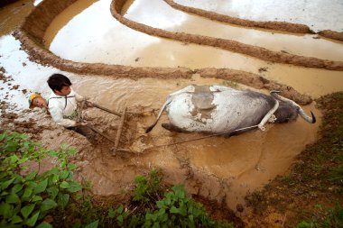 Mucangchai, Vietnam-18 Mayıs: Çiftçi üzerinde 18 Mayıs 2013 yılında Mucangchai pirinç alan pulluklar. Vietnam'ın ekonomi öncelikle tarımsal