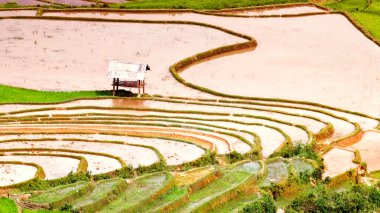 Pirinç tarlaları teraslı ve su Mu Cang Chai, Yenbai, Vietnam. Kuzeybatı Vietnam.Vietnam manzaralar, hasat pirinç tarlaları hazırlamak.
