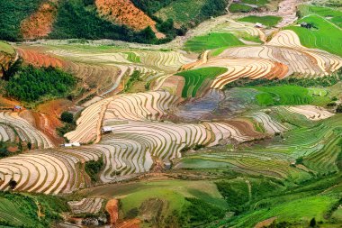 Pirinç tarlaları teraslı ve su Mu Cang Chai, Yenbai, Vietnam. Kuzeybatı Vietnam.Vietnam manzaralar, hasat pirinç tarlaları hazırlamak.