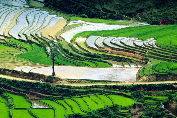 Rýžová pole a vody na terasové Mu Cang Chai, Yenbai, Vietnam. Vietnam krajiny. — Stock fotografie