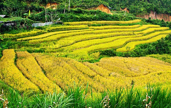 Alanları pirinç ve su üzerinde Mu Cang Chai, Yenbai, Vietnam Teras. Vietnam manzaralar. — Stok fotoğraf