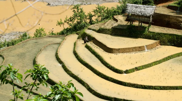 Reisfelder und Wasser auf Terrassen von mu cang chai, yenbai, vietnam. Vietnamesische Landschaft. — Stockfoto