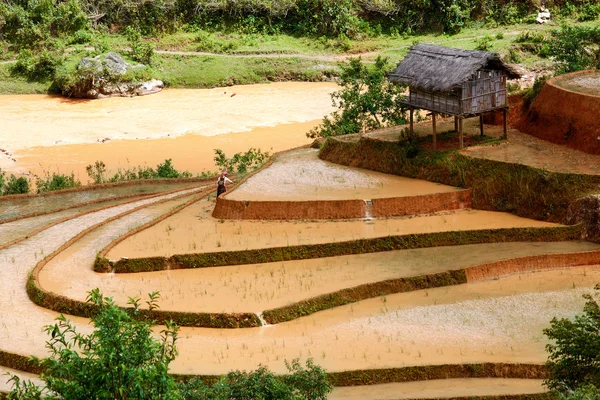 Pirinç tarlaları üzerinde Mu Cang Chai, Yenbai, Vietnam Teras. Vietnam manzaralar.