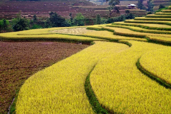 Reisfelder auf Terrassen von Mu Cang Chai, Yenbai, Vietnam. Vietnamesische Landschaft. — Stockfoto