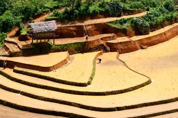 Reisfelder und Wasser auf Terrassen von mu cang chai, yenbai, vietnam. Vietnamesische Landschaft. — Stockfoto