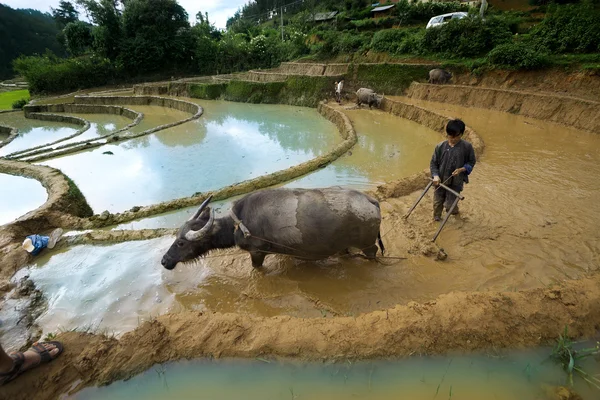 Mucangchai, Vietnam -Mai 18: Landwirt pflügt Reisfeld am 18. Mai 2013 in mucangchai. Vietnams Wirtschaft ist in erster Linie landwirtschaftlich geprägt — Stockfoto