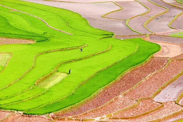 Рисовые поля на террасах и воде Му Цанг Чай, Йенбай, Вьетнам. Рисовые поля готовят урожай на северо-западе Вьетнама. . — стоковое фото
