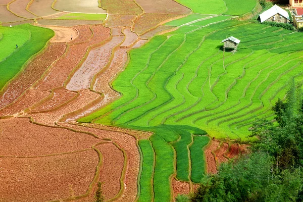 Campos de arroz em terraços e água de Mu Cang Chai, YenBai, Vietnã. Campos de arroz preparam a colheita no noroeste do Vietnã. . — Fotografia de Stock