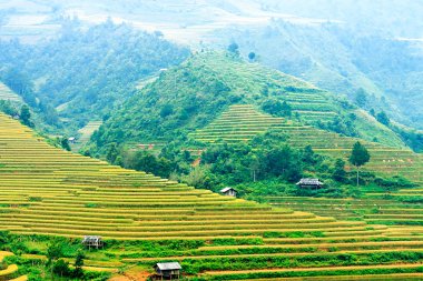 Mu Cang Chai, YenBai, Vietnam 'daki pirinç tarlaları. Pirinç tarlaları Kuzeybatı Vietnam 'da hasat hazırlıyor. Vietnam manzaraları..