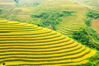 Mu Cang Chai, YenBai, Vietnam 'daki pirinç tarlaları. Pirinç tarlaları Kuzeybatı Vietnam 'da hasat hazırlıyor. Vietnam manzaraları..
