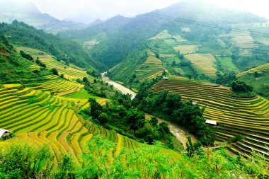 Mu Cang Chai, YenBai, Vietnam 'daki pirinç tarlaları. Pirinç tarlaları Kuzeybatı Vietnam 'da hasat hazırlıyor. Vietnam manzaraları..