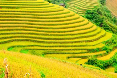 Mu Cang Chai, YenBai, Vietnam 'daki pirinç tarlaları. Pirinç tarlaları Kuzeybatı Vietnam 'da hasat hazırlıyor. Vietnam manzaraları..