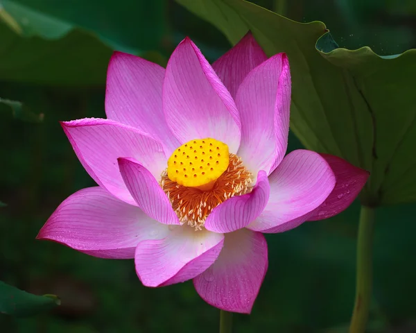 Lotus Uma Bela Flor Que Cresce Debaixo Água Era Povo — Fotografia de Stock