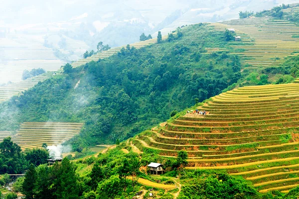 Campos de arroz en terrazas de Mu Cang Chai, YenBai, Vietnam. Campos de arroz preparan la cosecha en el noroeste de Vietnam.Vietnam paisajes. —  Fotos de Stock