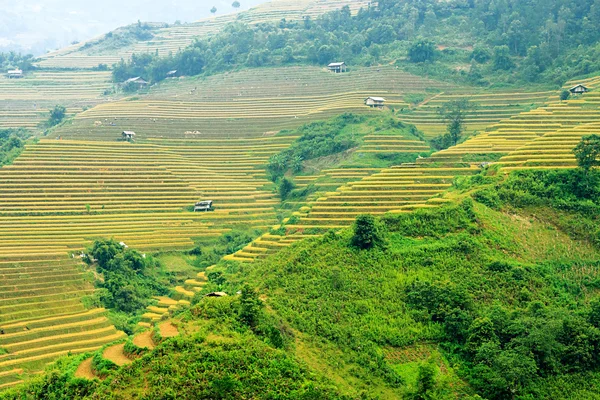 Рисовые поля на террасе Mu Cang Chai, YenBai, Вьетнам. Рисовые поля готовят урожай на северо-западе Вьетнама.. — стоковое фото