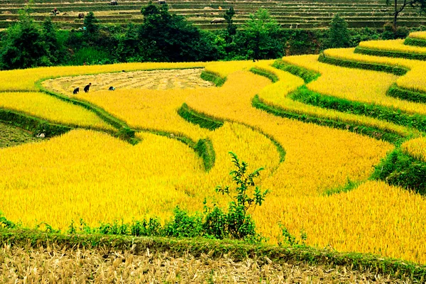 Campos de arroz em terraços de Mu Cang Chai, YenBai, Vietnã. Campos de arroz preparam a colheita no noroeste do Vietnã.. — Fotografia de Stock