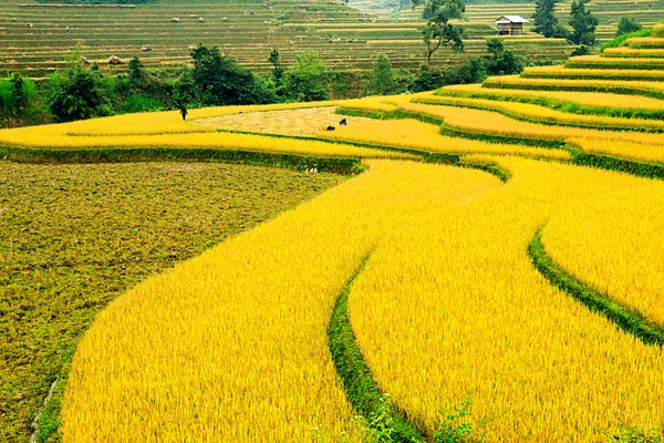 Reisfelder auf Terrassen von Mu Cang Chai, YenBai, Vietnam. Reisfelder bereiten die Ernte im Nordwesten Vietnams vor.. — Stockfoto