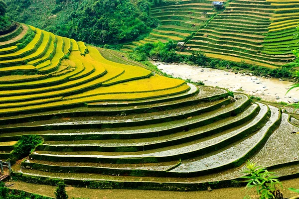 Πεδία ρυζιού στο έδαφος του Mu Cang Chai, YenBai, Βιετνάμ. ορυζώνες προετοιμάσει τη συγκομιδή στο Βορειοδυτικό Βιετνάμ τοπία.Βιετνάμ τοπία. — Φωτογραφία Αρχείου