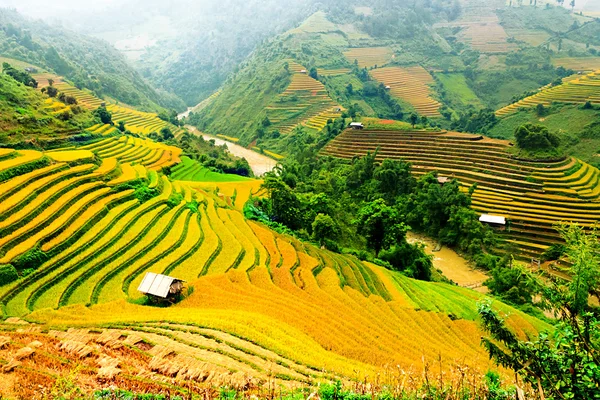 Campos de arroz en terrazas de Mu Cang Chai, YenBai, Vietnam. Campos de arroz preparan la cosecha en el noroeste de Vietnam.Vietnam paisajes. —  Fotos de Stock