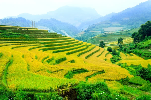 Mu Cang Chai, YenBai, Vietnam 'daki pirinç tarlaları. Pirinç tarlaları Kuzeybatı Vietnam 'da hasat hazırlıyor. Vietnam manzaraları.. — Stok fotoğraf