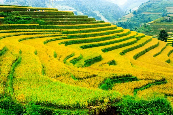 Campos de arroz em terraços de Mu Cang Chai, YenBai, Vietnã. Campos de arroz preparam a colheita no noroeste do Vietnã.. — Fotografia de Stock