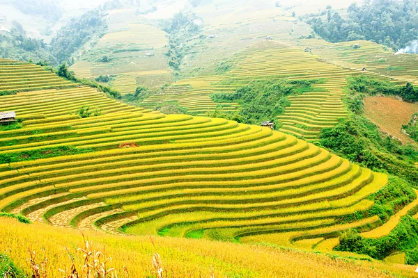 Rice fields on terraced of Mu Cang Chai, YenBai, Vietnam. Rice fields prepare the harvest at Northwest Vietnam.Vietnam landscapes. Royalty Free Stock Photos
