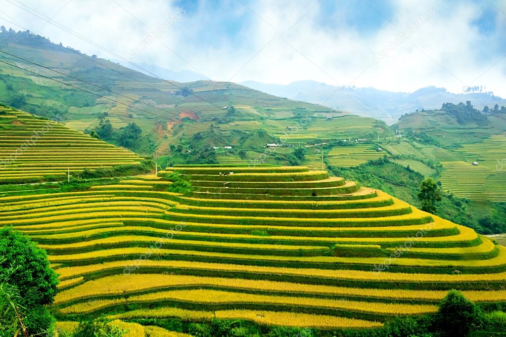 Rice fields on terraced of Mu Cang Chai, YenBai, Vietnam. Rice fields prepare the harvest at Northwest Vietnam.Vietnam landscapes.