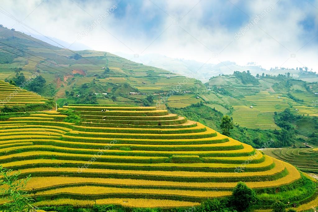 Rice fields on terraced of Mu Cang Chai, YenBai, Vietnam. Rice fields prepare the harvest at Northwest Vietnam.Vietnam landscapes.