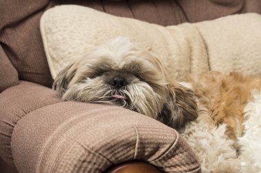 Shih tzu Divan