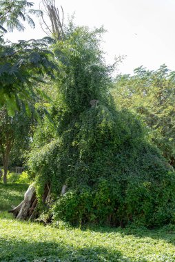 Dubai, Birleşik Arap Emirlikleri 22 Ocak 2021 Dubai Safari Parkı (Dubai Hayvanat Bahçesi), Al Warqa 'da yer alan Eko-Arkadaş Parkı 2500 civarında hayvana ve yaklaşık 250 türe sahiptir..