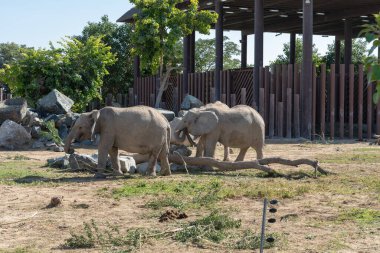 Dubai, Birleşik Arap Emirlikleri 22 Ocak 2021 Dubai Safari Parkı (Dubai Hayvanat Bahçesi))
