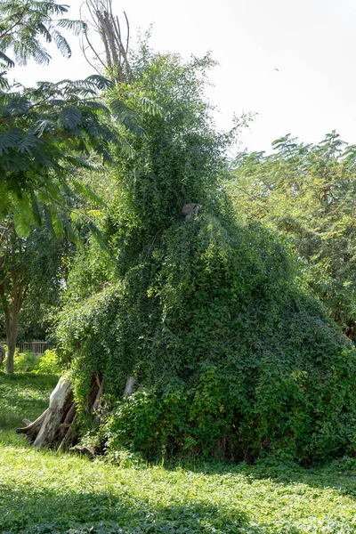 Dubaj Spojené Arabské Emiráty Ledna 2021 Dubai Safari Park Dubai — Stock fotografie