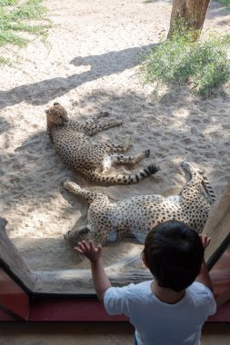 Dubai, Birleşik Arap Emirlikleri 22 Ocak 2021 Dubai Safari Parkı (Dubai Hayvanat Bahçesi))