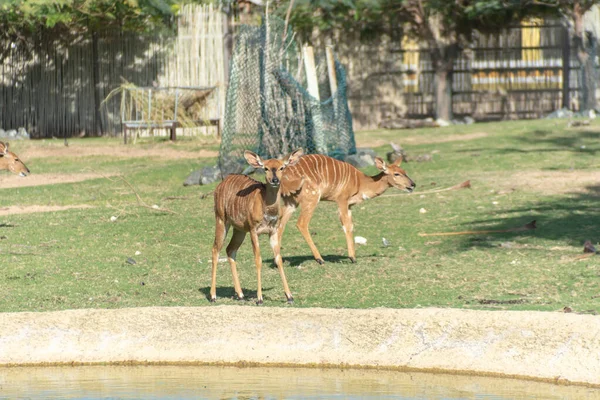 Dubaï Émirats Arabes Unis Janvier 2021 Beaux Animaux Dans Parc — Photo