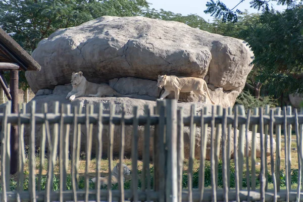 Dubai Förenade Arabemiraten Januari 2021 Vackra Djur Dubai Safari Park — Stockfoto