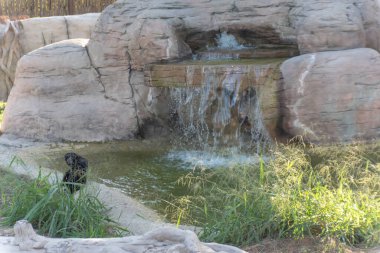 Dubai, Birleşik Arap Emirlikleri 22 Ocak 2021 Dubai Safari Parkı (Dubai Hayvanat Bahçesi), Al Warqa 'da yer alan Eko-Arkadaş Parkı 2500 civarında hayvana ve yaklaşık 250 türe sahiptir..