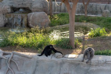 Dubai, Birleşik Arap Emirlikleri 22 Ocak 2021 Dubai Safari Parkı (Dubai Hayvanat Bahçesi), Al Warqa 'da yer alan Eko-Arkadaş Parkı 2500 civarında hayvana ve yaklaşık 250 türe sahiptir..