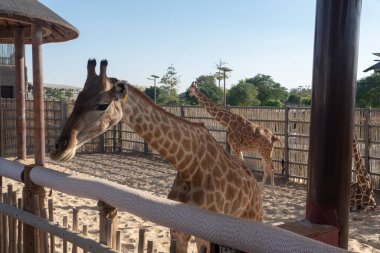 Dubai, Birleşik Arap Emirlikleri 22 Ocak 2021 Dubai Safari Parkı (Dubai Hayvanat Bahçesi), Al Warqa 'da yer alan Eko-Arkadaş Parkı 2500 civarında hayvana ve yaklaşık 250 türe sahiptir..