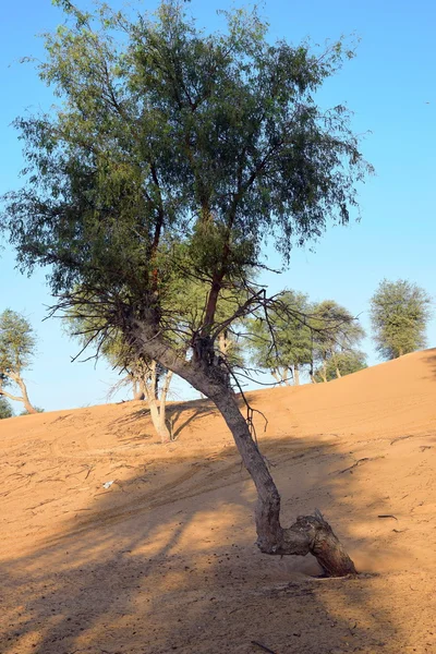 Rund um Dubai Wüste Hintergrund mit Bäumen und blauem Himmel — Stockfoto