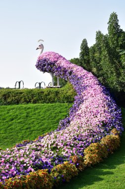 Tavus kuşu tam çiçek Dubai mucize Garden, Dubai, Birleşik Arap Emirlikleri