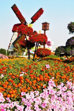 Çiçekler Matt Dubai mucize Garden, Dubai, Birleşik Arap Emirlikleri
